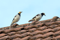 13R Black-collared starling