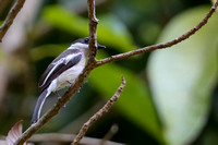 1CT Bar-winged Flycatcher Shrike (2)
