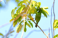15CT Golden-fronted Leafbird (6)