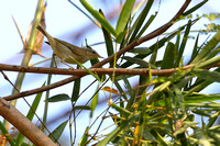 18CT Yellow-browed Warbler (8)