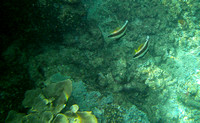 Bannerfish Pennant