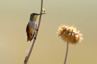 14RL Rufous Hummingbird Juv (2)