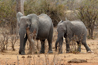 9PM African Elephant (5)