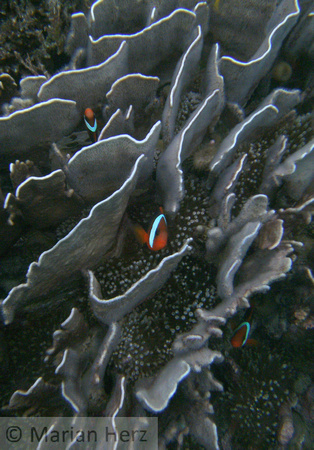 Anemonefish Black and Red