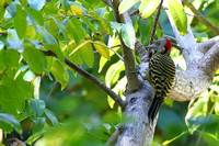 12SB Hispaniolan Woodpecker