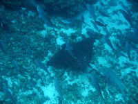 381Flor Spotted Eagle Ray