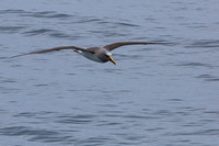 1Ch Northern Buller's Albatross