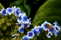 3Ch Chatham Forget-me-not