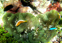 Anemone Fish  Skunk