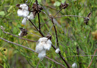 379Flor Darwins Cotton