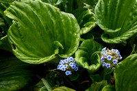 4Ch Chaatham Forget-me-not