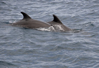 371Bottlenose Dolphin