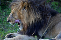 12Mar Male Lion