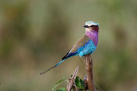 11Mar Lilac-breasted Roller