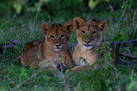 16Mar Lion Cubs