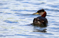 14Sew Red-necked Grebe