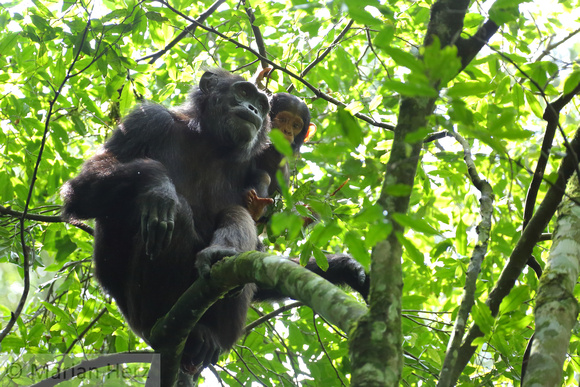 18Kib Chimpanzee (6)