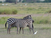 15Amb Common Zebra