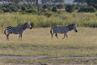 17Amb Common Zebra