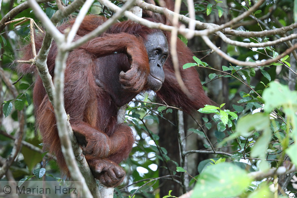 21Sem Bornean Orangutan (92)