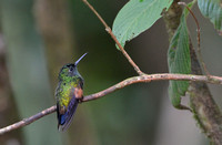373MV Blue-tailed Hummingbird
