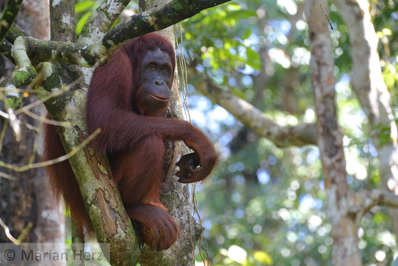 15Sem Bornean Orangutan (68)