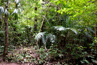 387MV Jungle
