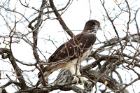 15PM African Hawk-eagle