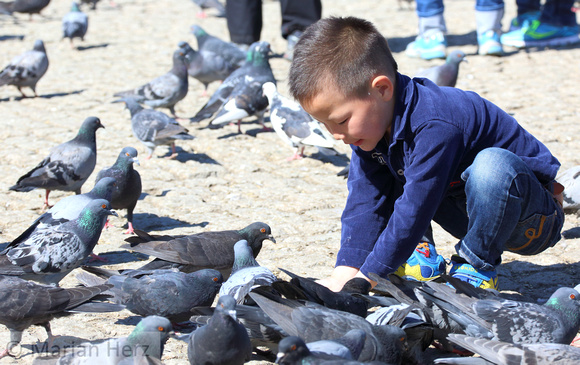 11UB Boy Feeding Pigeons