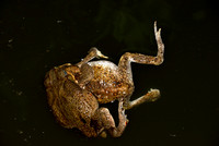 10Tor Bull Frog Mating_01