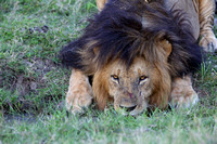 15Mar Male Lion