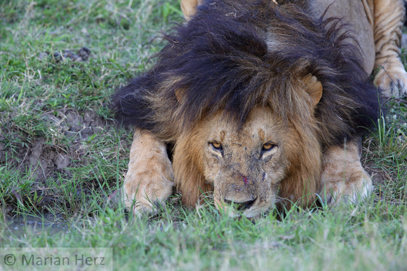 15Mar Male Lion