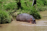 10Mar Hippo