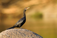 15Zam Reed Cormorant (1)