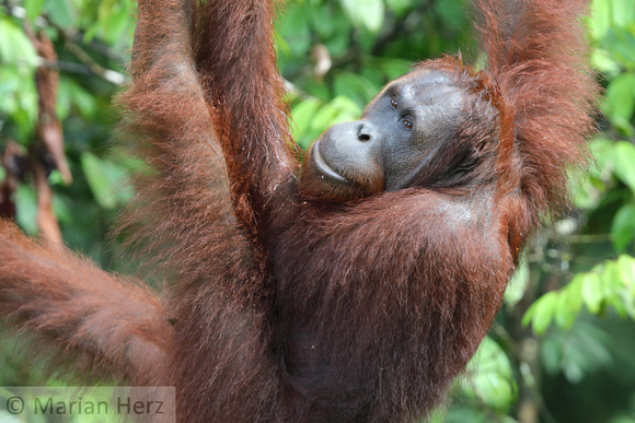 1Sem Bornean Orangutan (2)