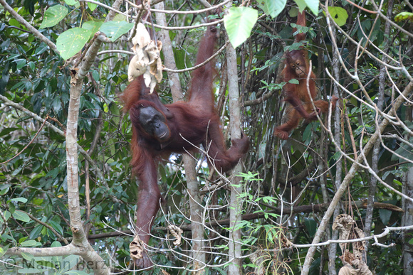 16Sem Bornean Orangutan (72)