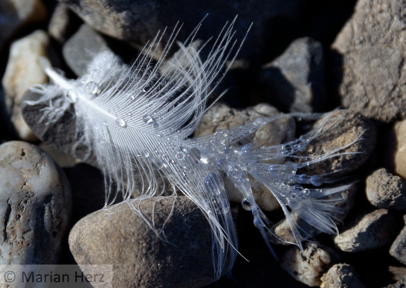 FeatherDrop0814_236