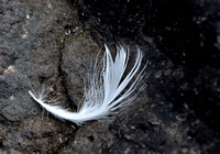 Feather3_934