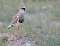 18Amb Crowned Plover