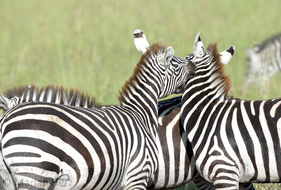 632Ng Common Zebra