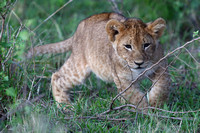 17Mar Lion Cub