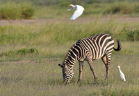 16Amb Common Zebra