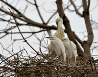 15Tana Cattle Egret