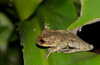 13Tor Common Dink Frog_01