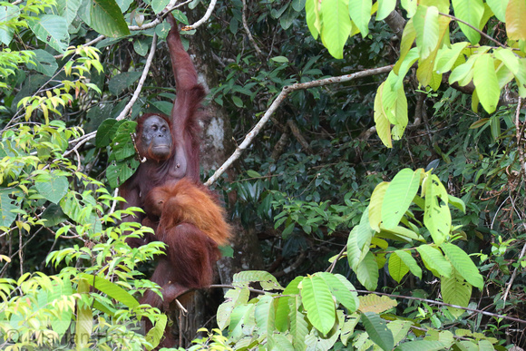 18Sem Bornean Orangutan (79)