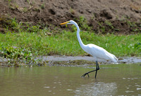 18Tor Great Egret