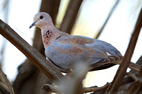 5Pha Laughing Dove (1)