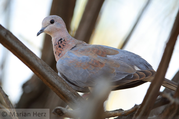 5Pha Laughing Dove (1)