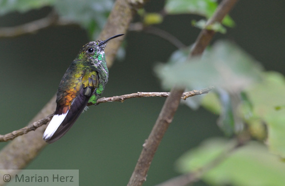 376MV Copper-headed Emerald Hummingbird