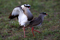 5Mar Crowned Plover Mating